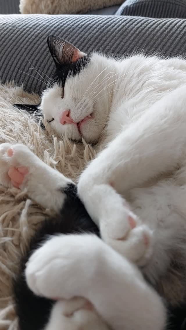 Post 2 by 🅻🅴🅾 & 🆃🅾🅽🅸  🐾 🌿 on Instagram (video)