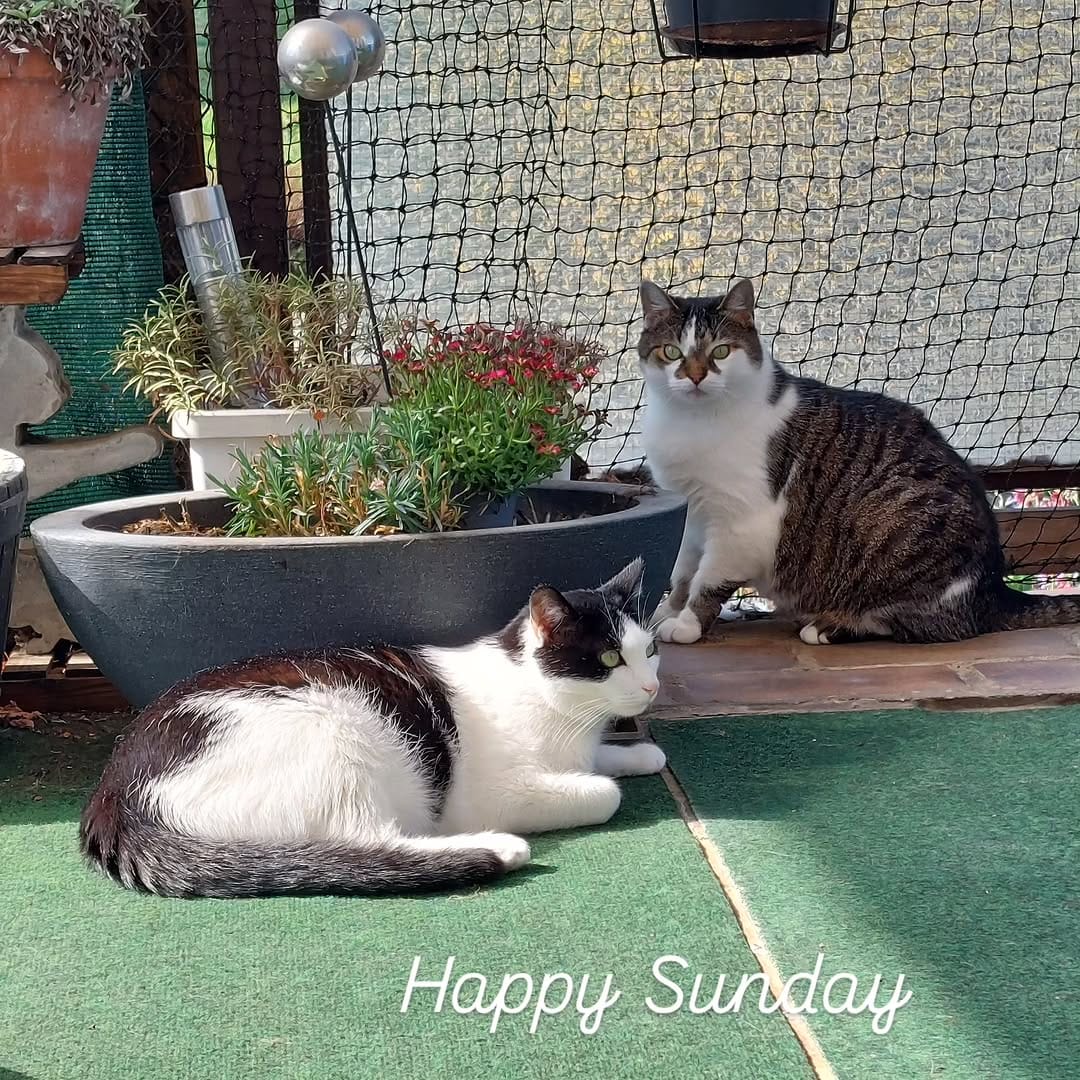 Post 1 by 🅻🅴🅾 & 🆃🅾🅽🅸  🐾 🌿 on Instagram (image)