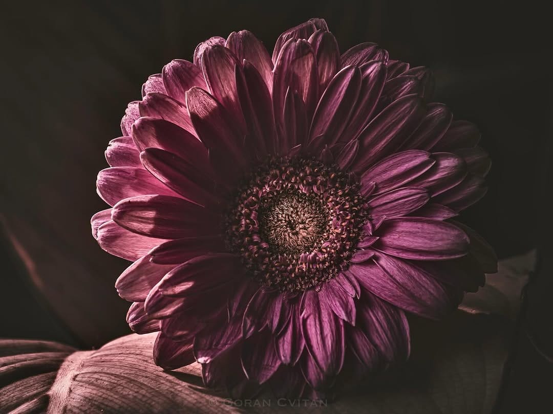 Post 7 by goran cvitan on Instagram (image)