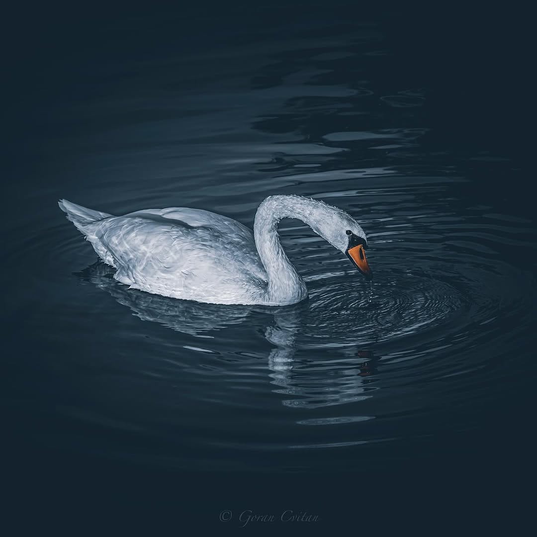Post 10 by goran cvitan on Instagram (image)