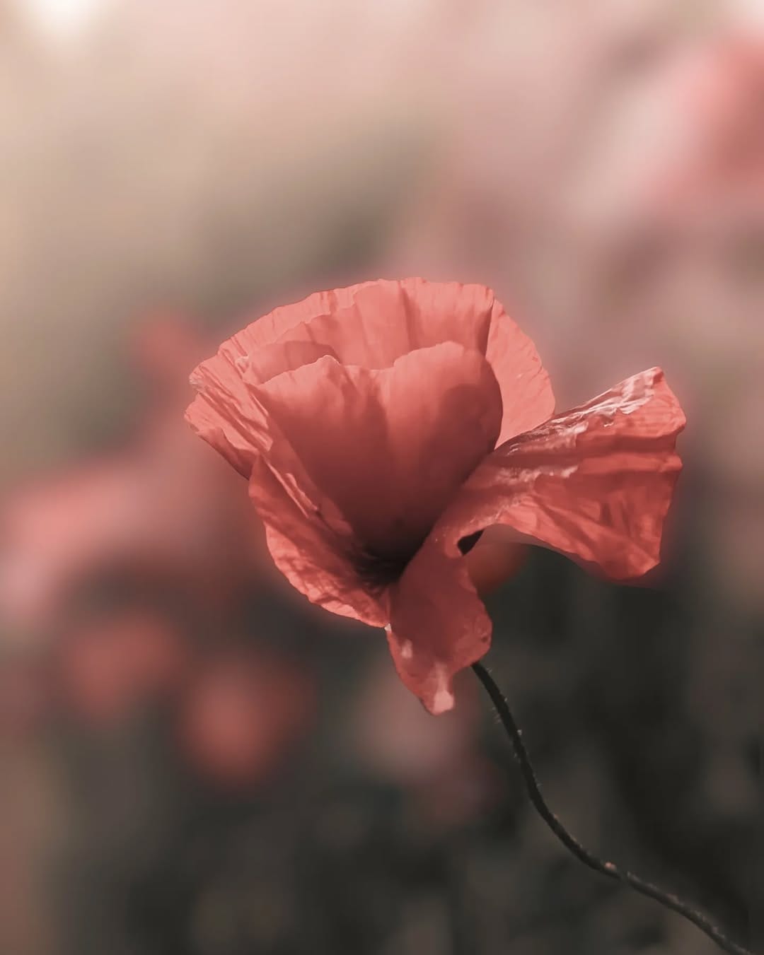 Post 4 by Anna | the Art of Light and Shadow on Instagram (carousel)