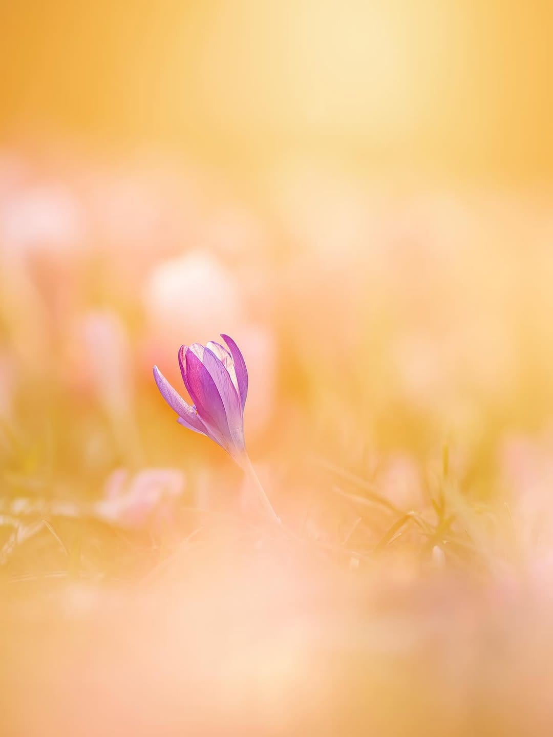 Post 9 by Claudia Gaupp   |   Garden Photographer on Instagram (carousel)