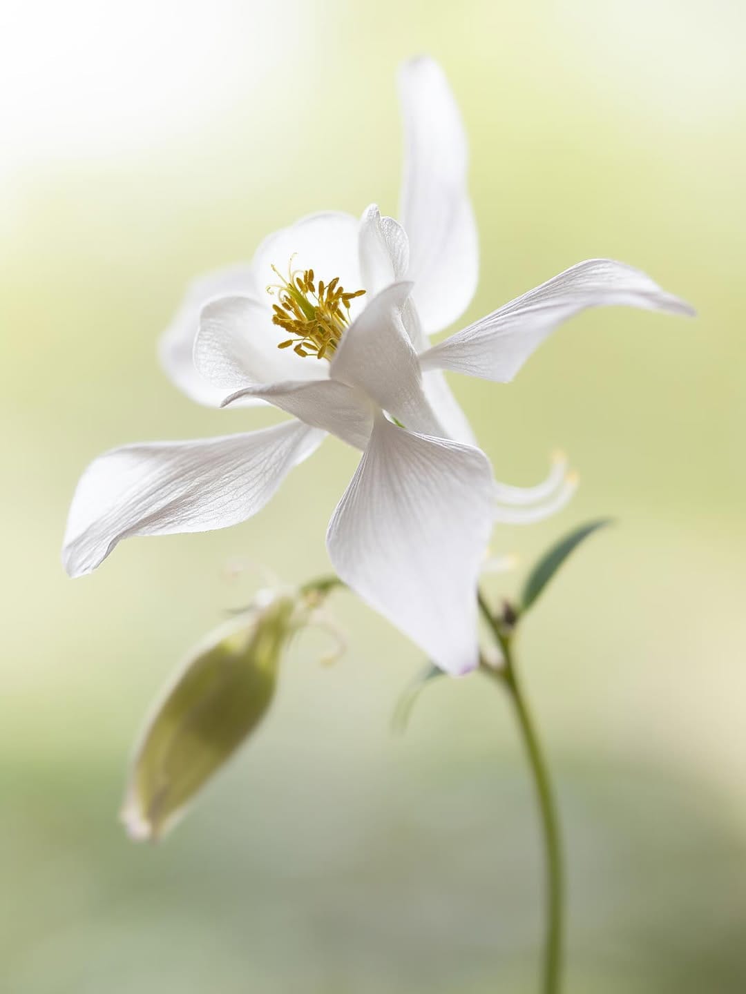 Post 7 by Claudia Gaupp   |   Garden Photographer on Instagram (image)