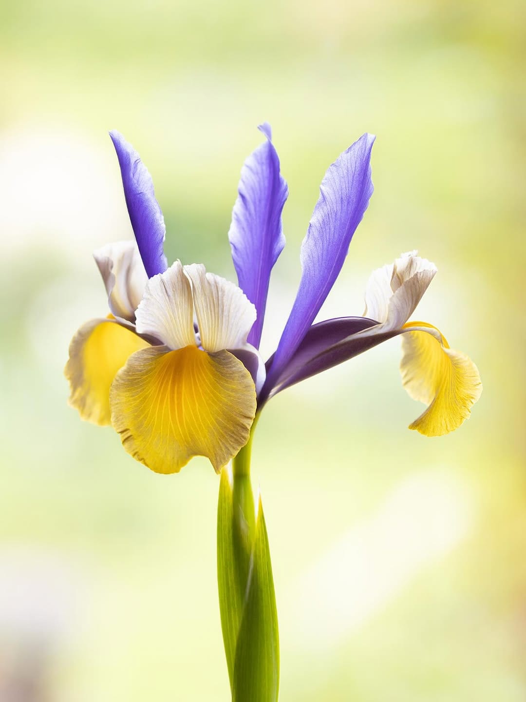 Post 5 by Claudia Gaupp   |   Garden Photographer on Instagram (image)