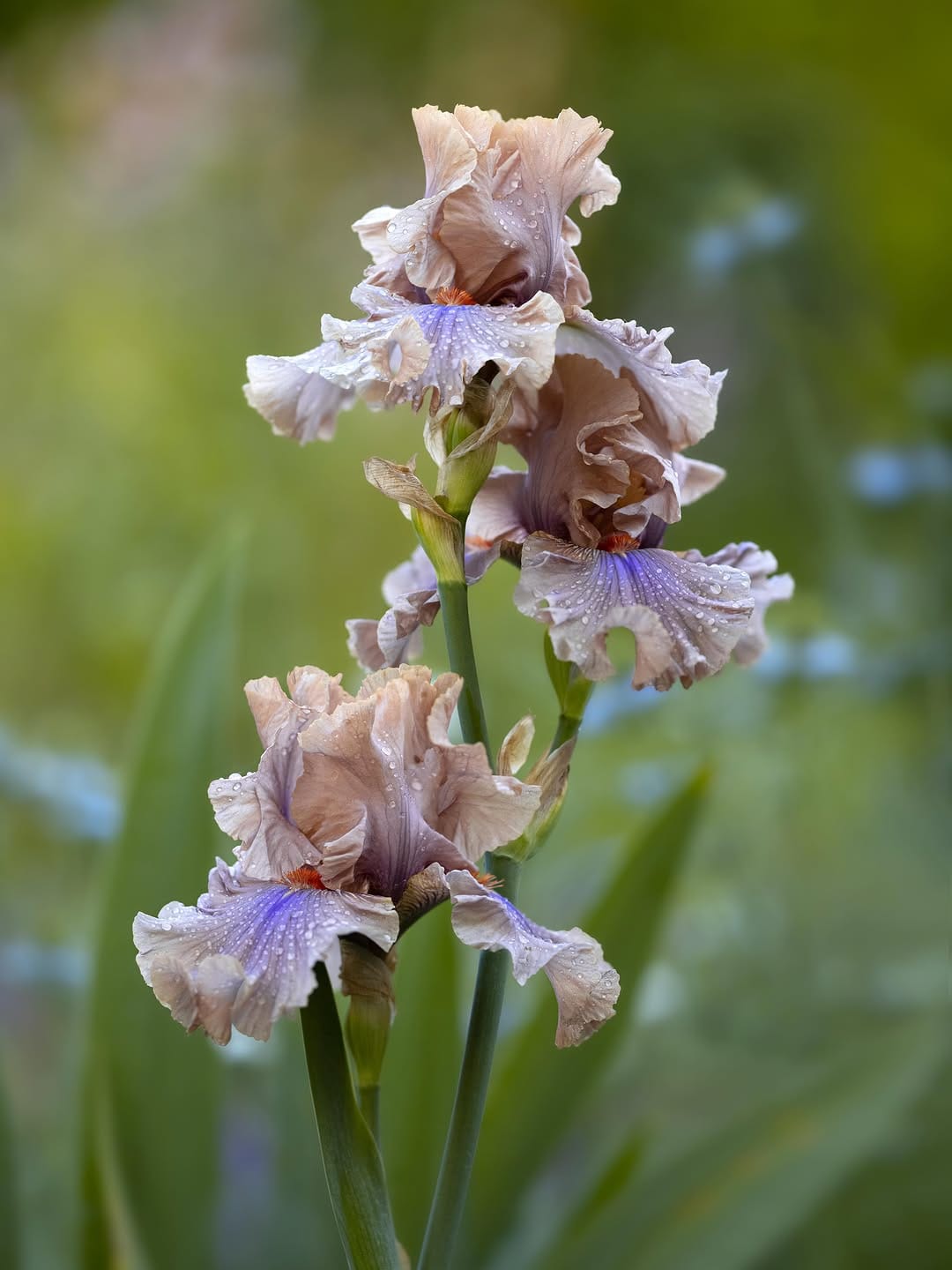 Post 3 by Claudia Gaupp   |   Garden Photographer on Instagram (carousel)