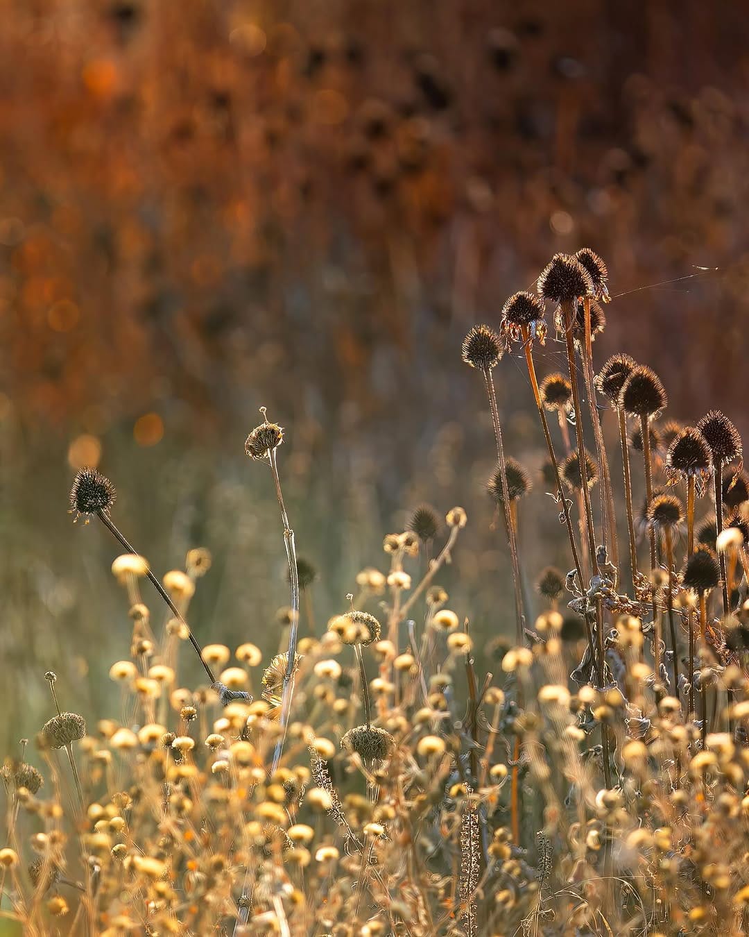 Post 10 by Claudia Gaupp   |   Garden Photographer on Instagram (carousel)
