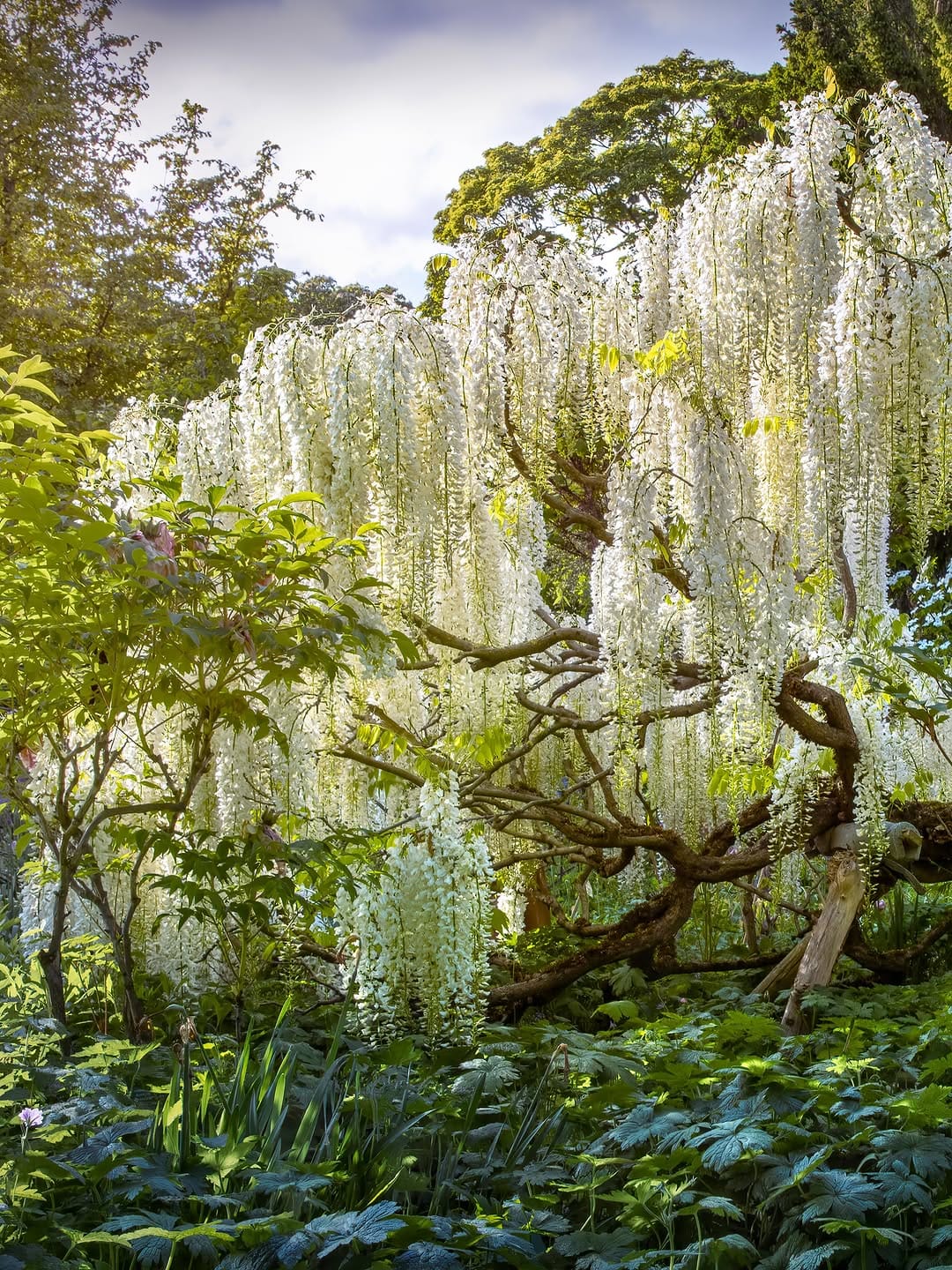 Post 4 by Claudia Gaupp   |   Garden Photographer on Instagram (carousel)