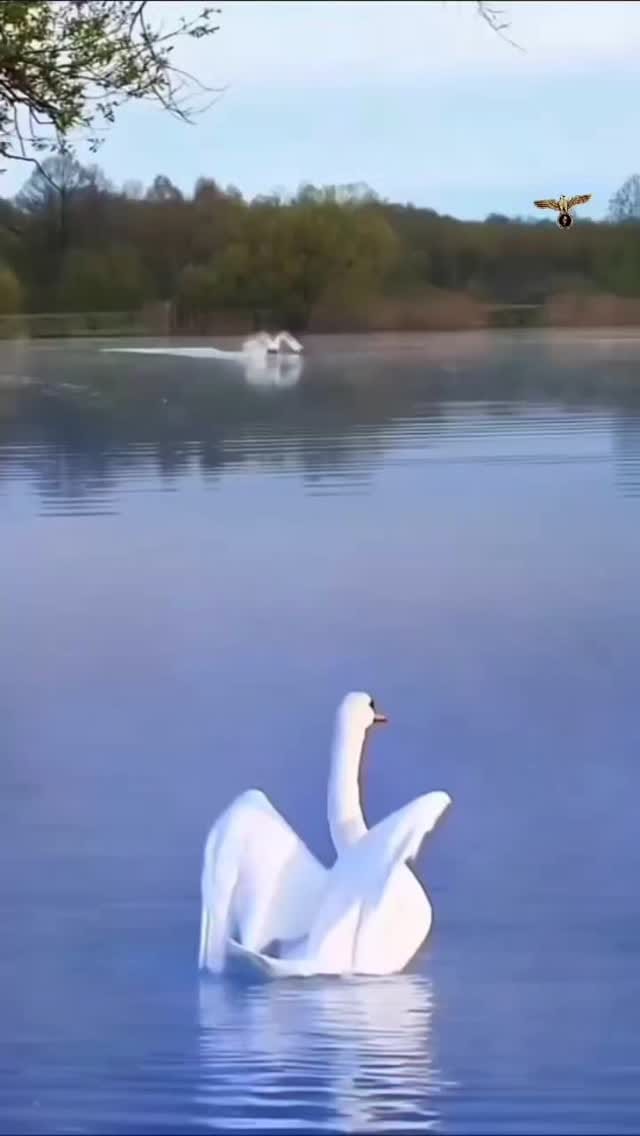 Post 10 by Dr. Javad Pashaei on Instagram (video)