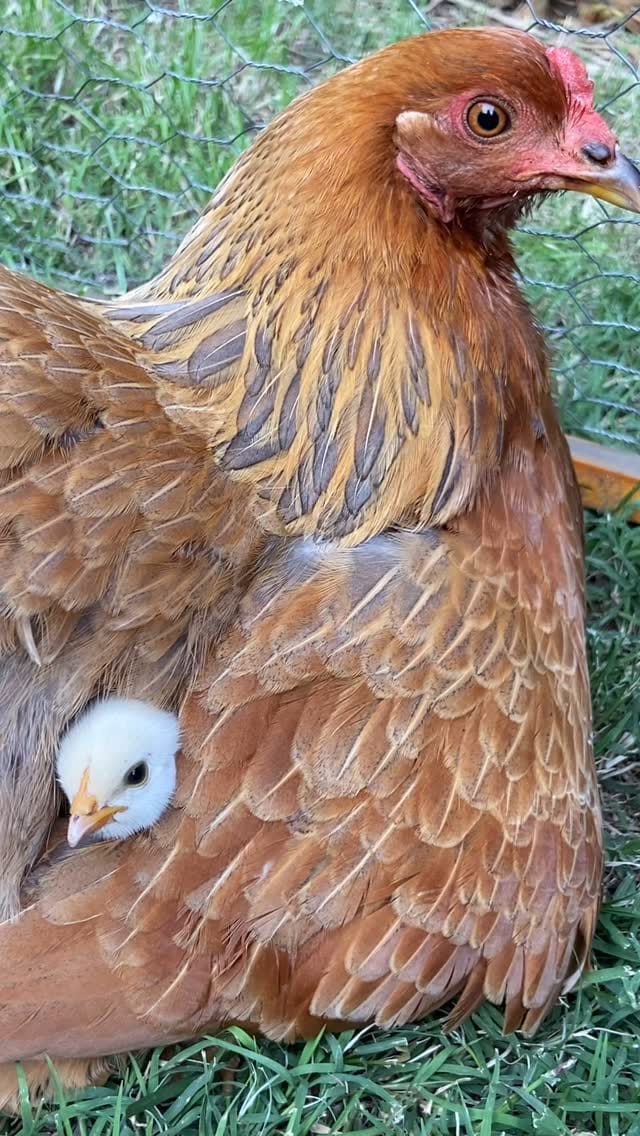 Post 1 by Detectives de la Naturaleza on Instagram (video)