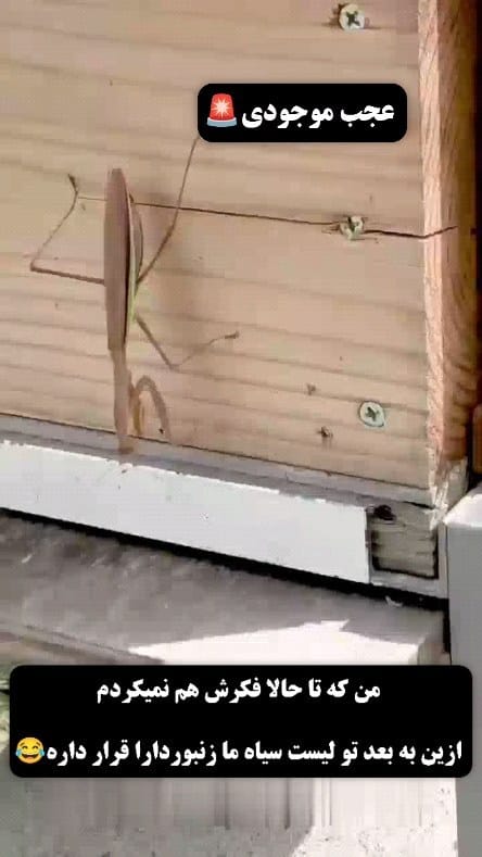 Post 3 by کیوان شیری |  پرورش ملکه زنبور on Instagram (video)