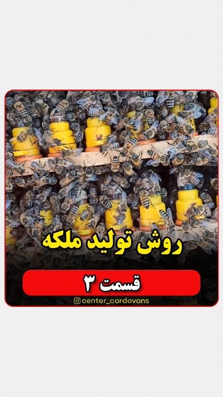 Post 5 by کیوان شیری |  پرورش ملکه زنبور on Instagram (video)