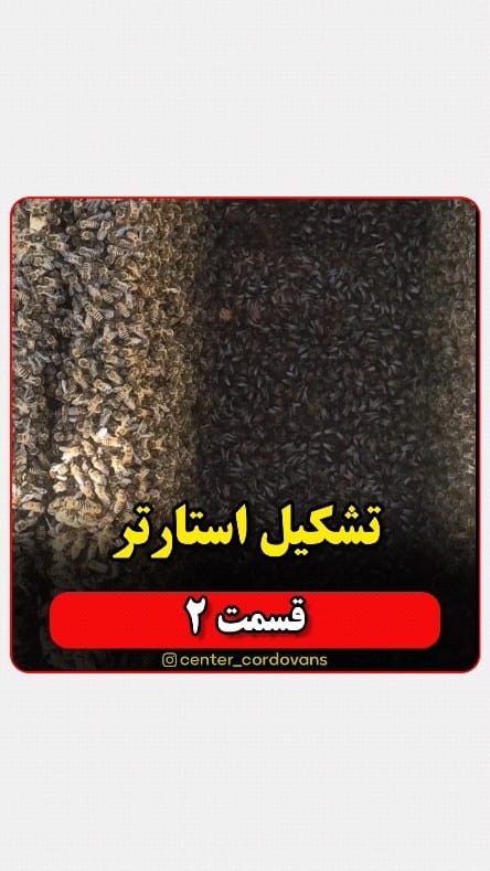 Post 6 by کیوان شیری |  پرورش ملکه زنبور on Instagram (video)