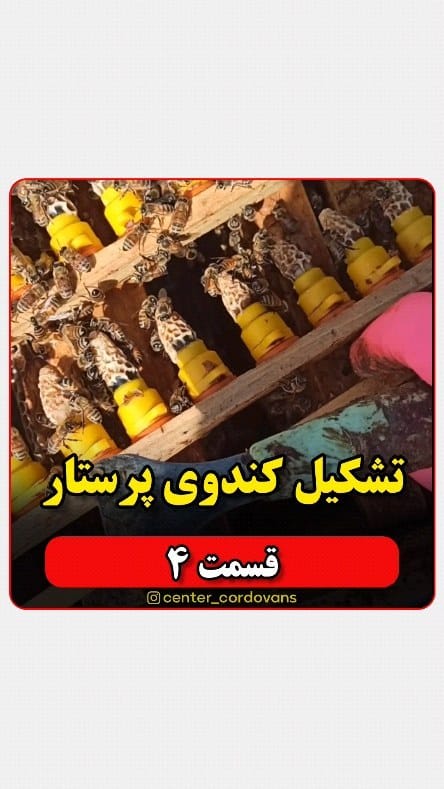 Post 4 by کیوان شیری |  پرورش ملکه زنبور on Instagram (video)