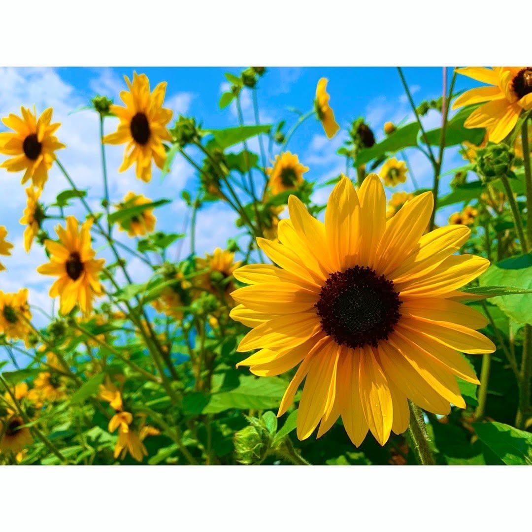 Post 1 by 前田有紗(arimama.)🌻 on Instagram (carousel)