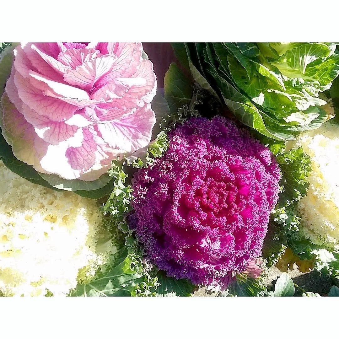 Post 6 by 前田有紗(arimama.)🌻 on Instagram (image)