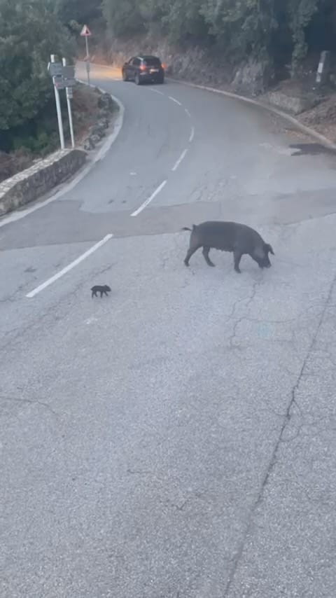Post 9 by Corsica Île Magique 𓂆 💕 on Instagram (video)