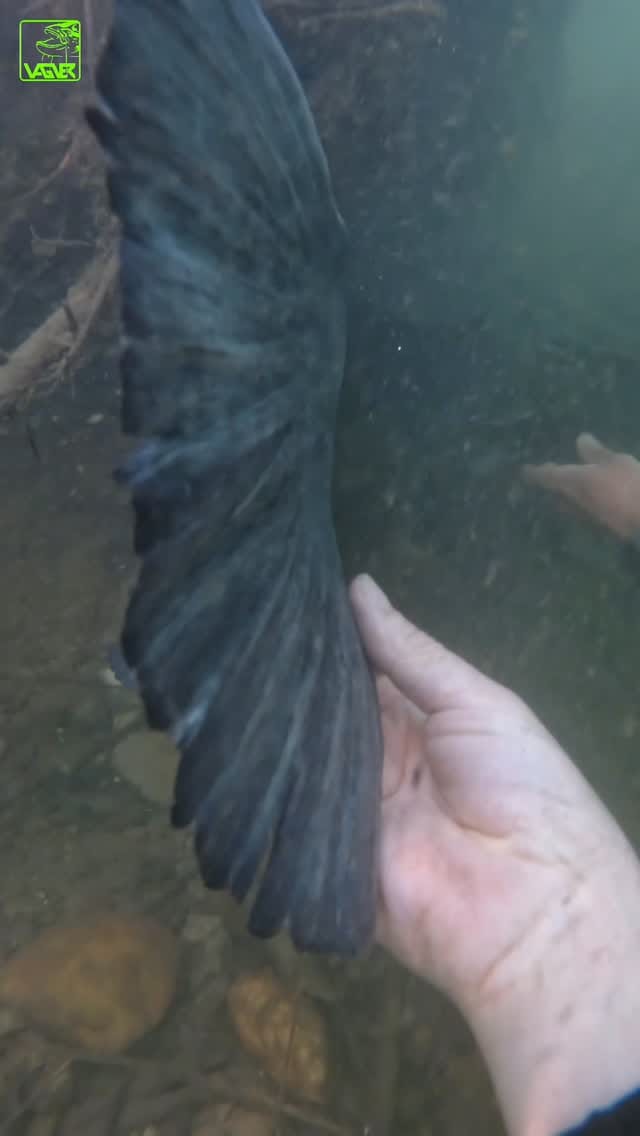 Post 5 by Charly Dally on Instagram (video)