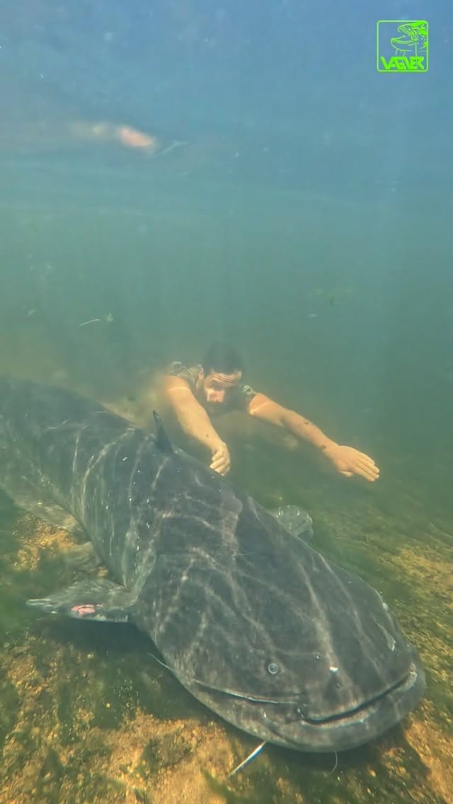 Post 8 by Charly Dally on Instagram (video)