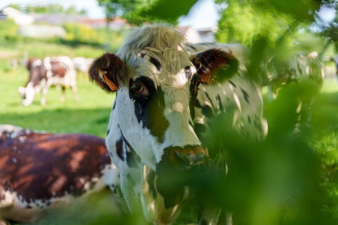 Post 4 by Isigny Ste-Mère | French Dairy on Instagram (image)