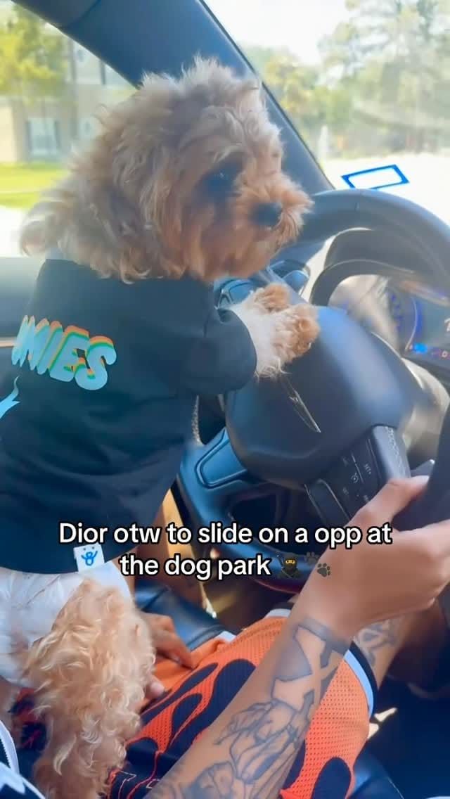 Post 1 by .dee 𓋹 - Owner DTROCK 📲 on Instagram (video)