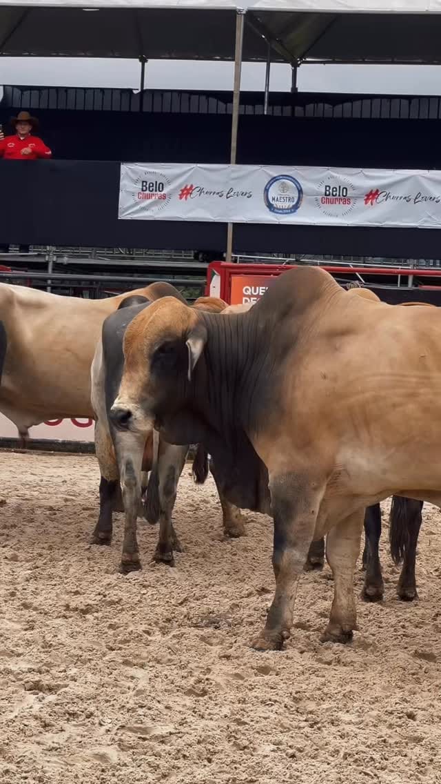 Post 4 by Luana Martim | Consórcios Ademicon on Instagram (video)