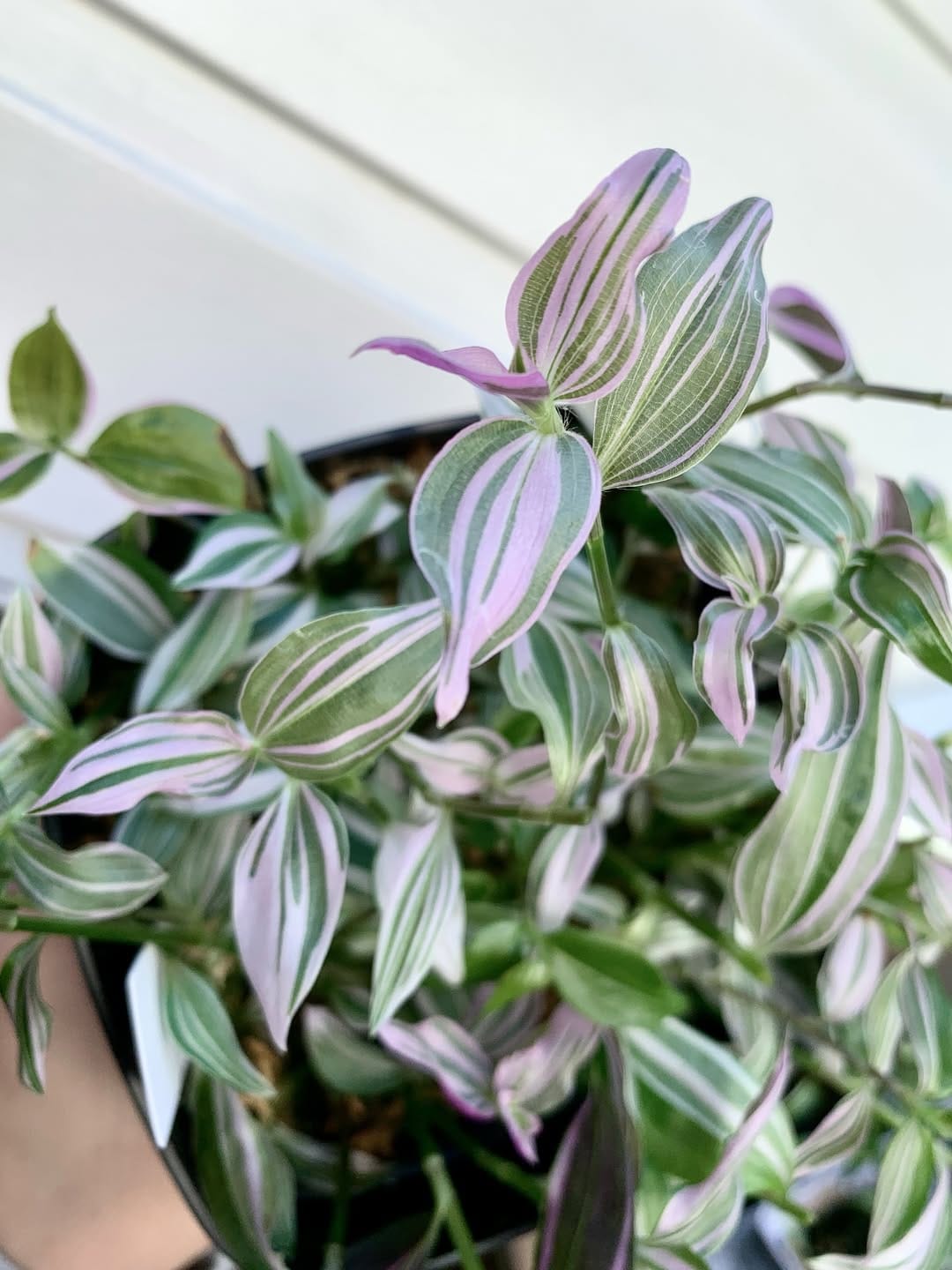 Post 1 by Katja | Tradescantia tips & inspo on Instagram (carousel)