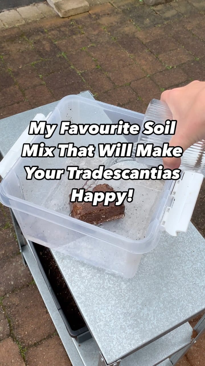 Post 9 by Katja | Tradescantia tips & inspo on Instagram (video)