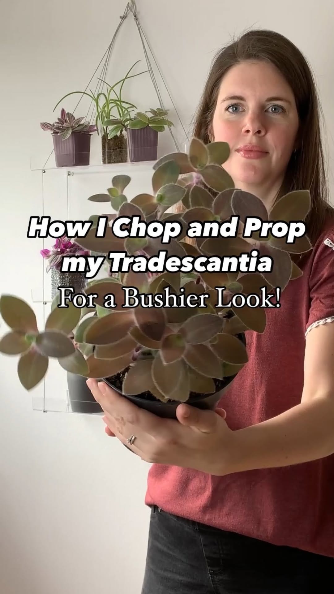 Post 10 by Katja | Tradescantia tips & inspo on Instagram (video)