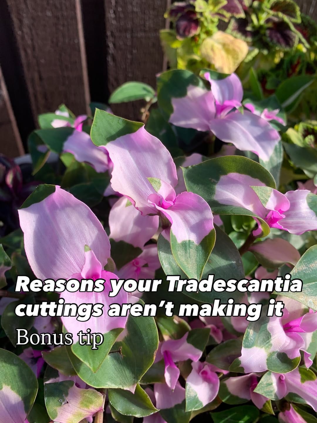 Post 2 by Katja | Tradescantia tips & inspo on Instagram (carousel)
