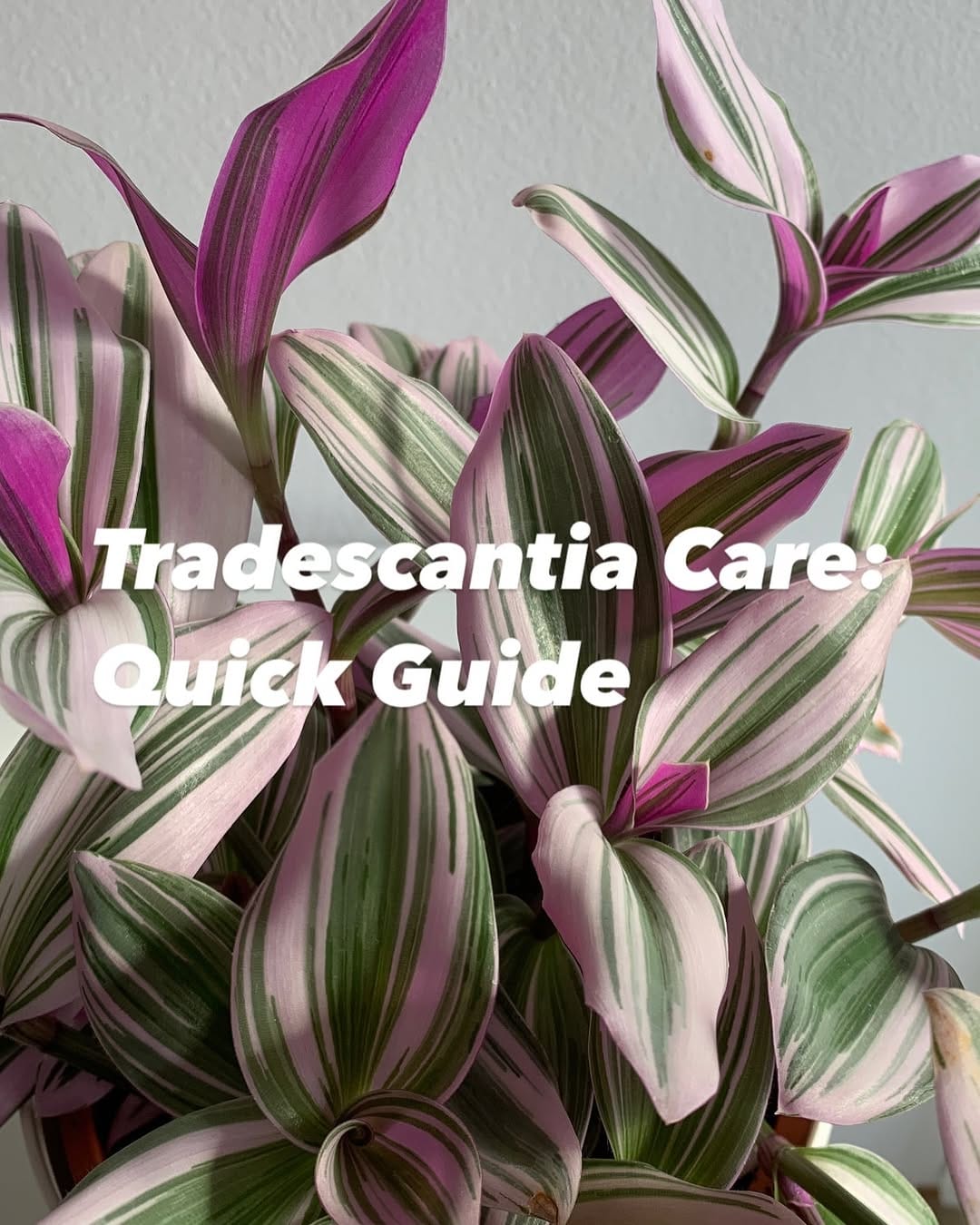 Post 8 by Katja | Tradescantia tips & inspo on Instagram (carousel)