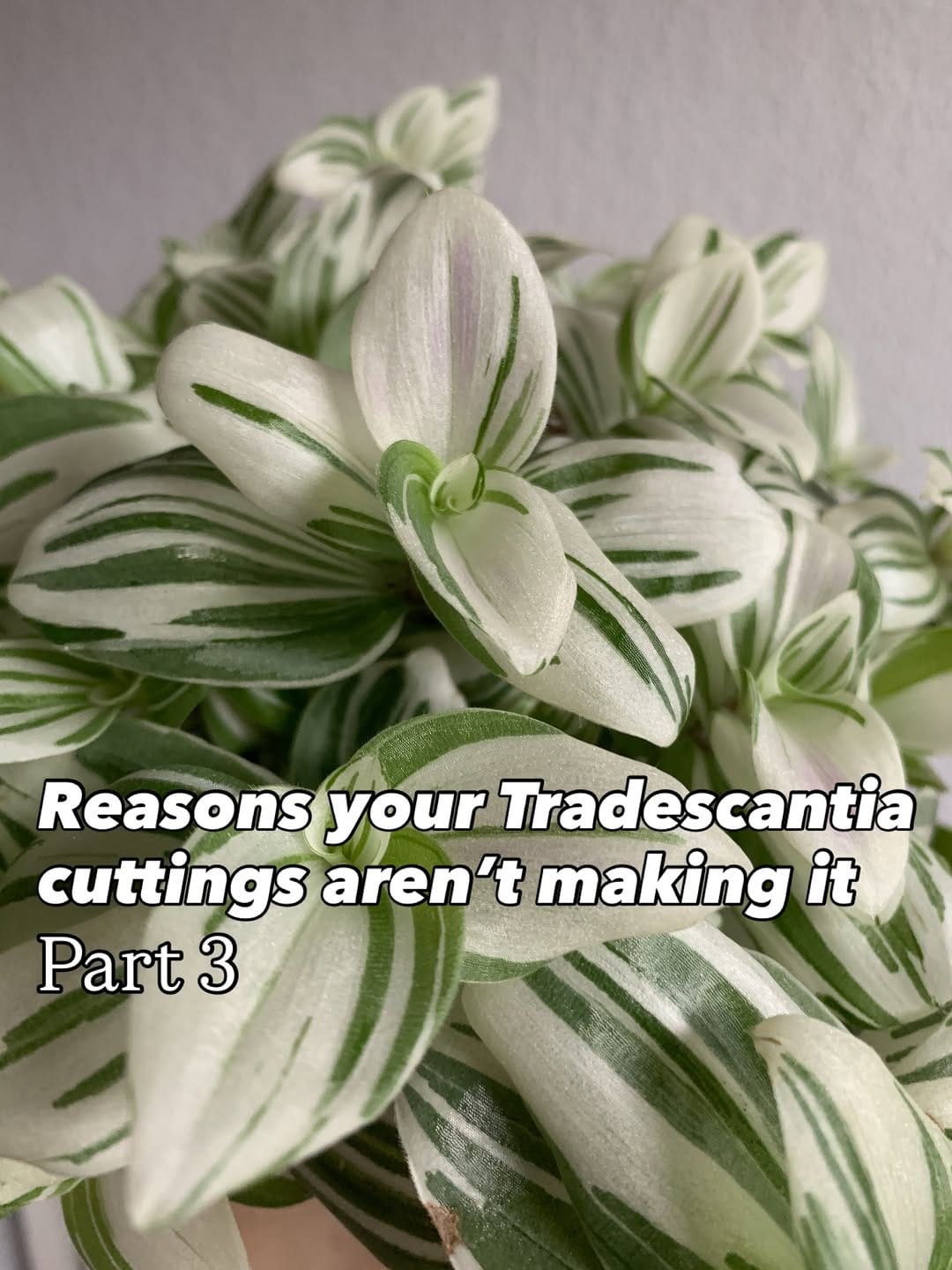 Post 5 by Katja | Tradescantia tips & inspo on Instagram (carousel)