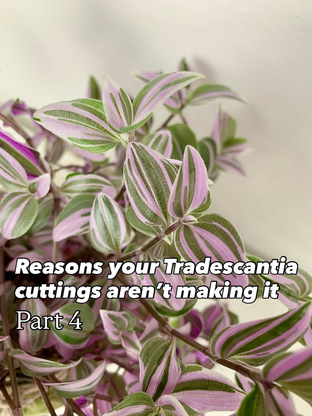 Post 4 by Katja | Tradescantia tips & inspo on Instagram (carousel)