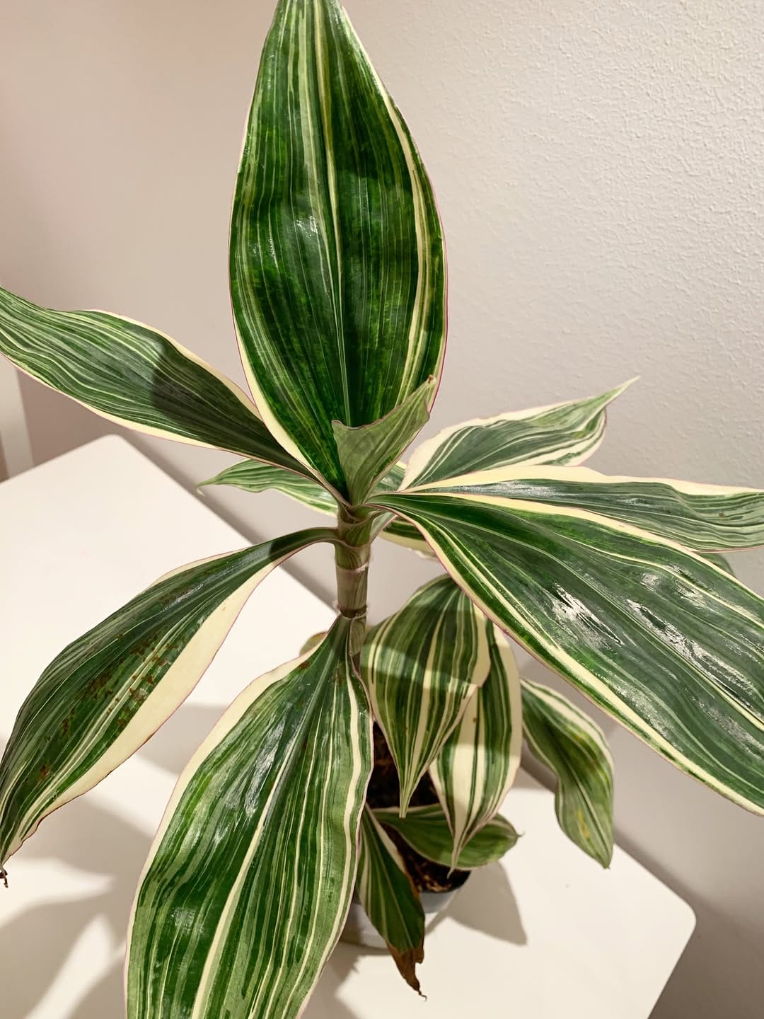 Post 6 by Katja | Tradescantia tips & inspo on Instagram (carousel)