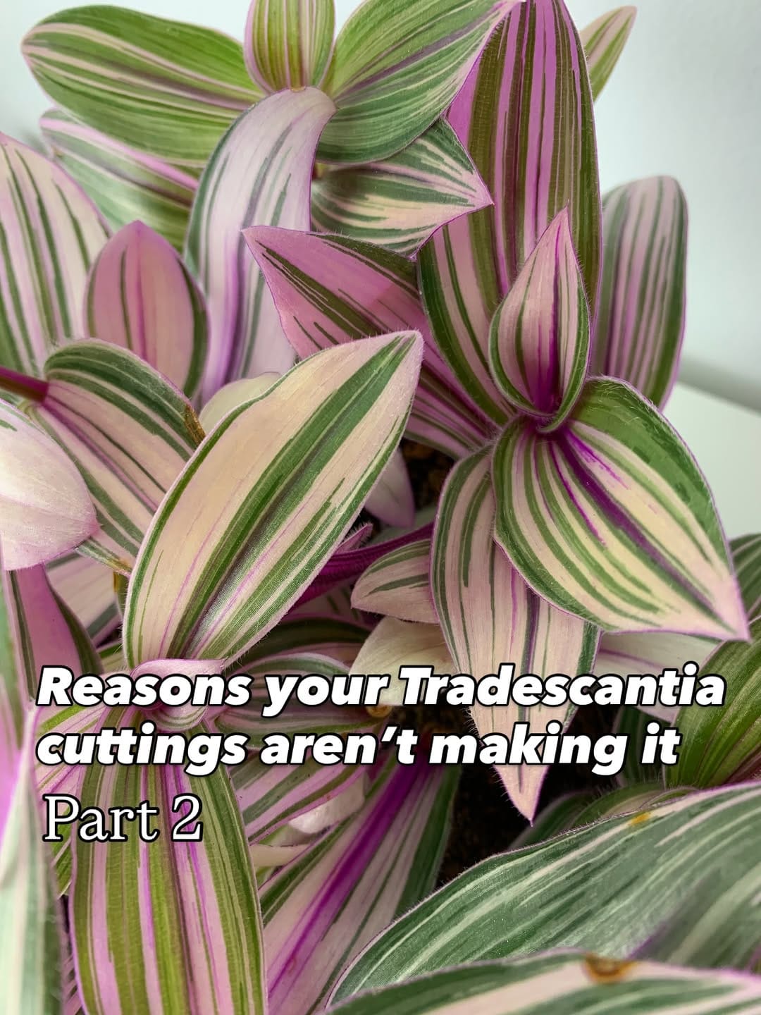 Post 7 by Katja | Tradescantia tips & inspo on Instagram (carousel)