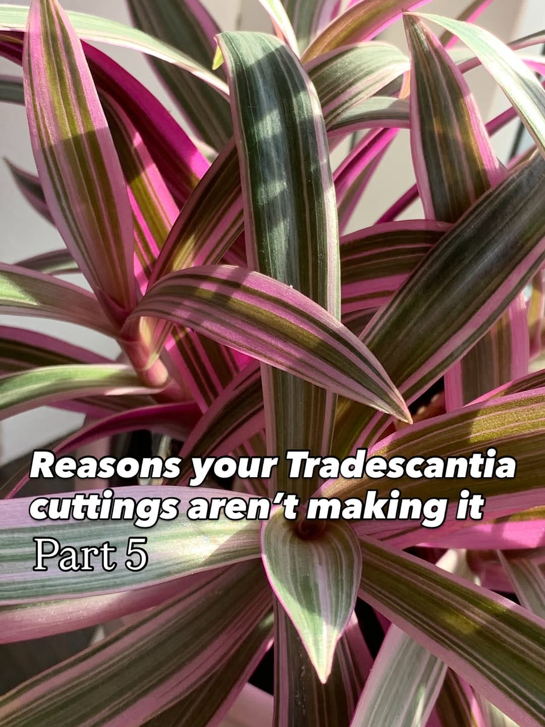 Post 3 by Katja | Tradescantia tips & inspo on Instagram (carousel)