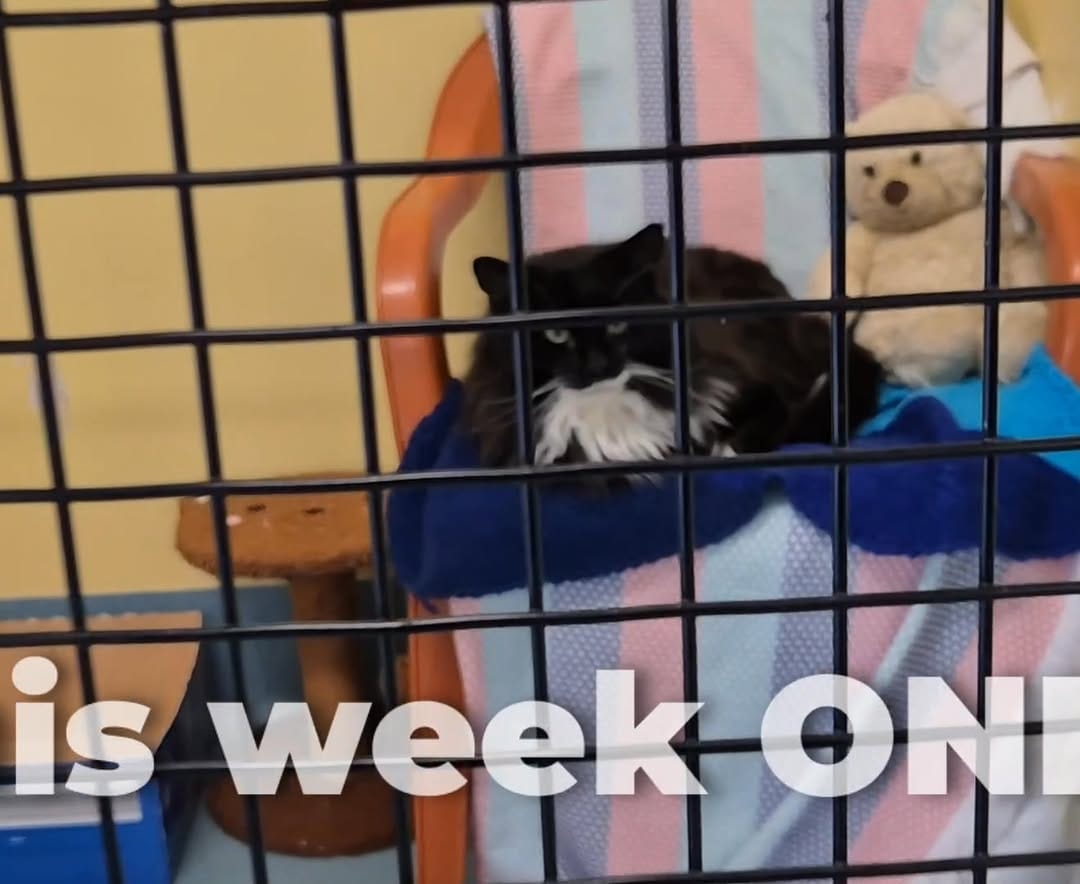 Post 3 by Australian Animal Protection Society on Instagram (video)