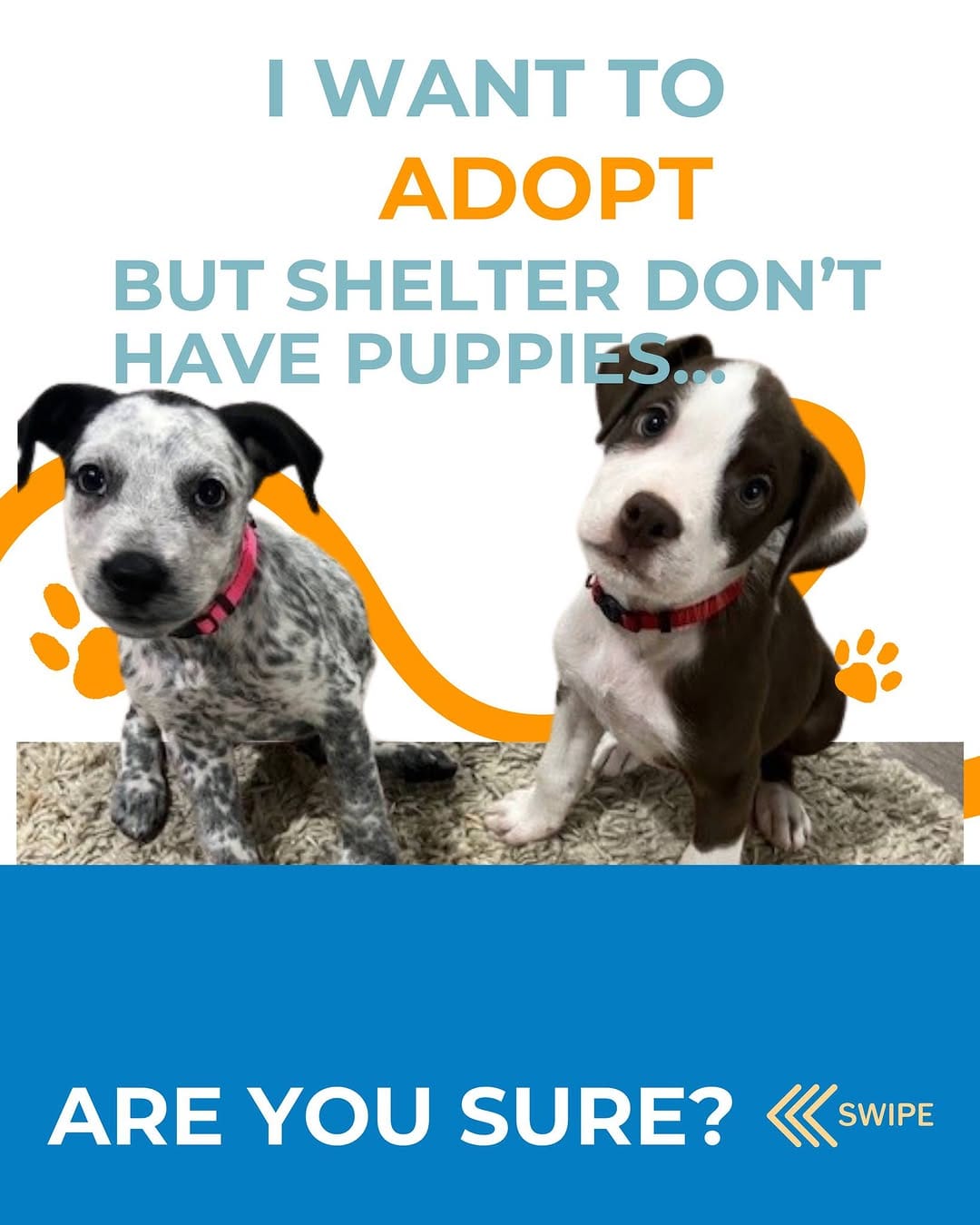 Post 8 by Australian Animal Protection Society on Instagram (carousel)