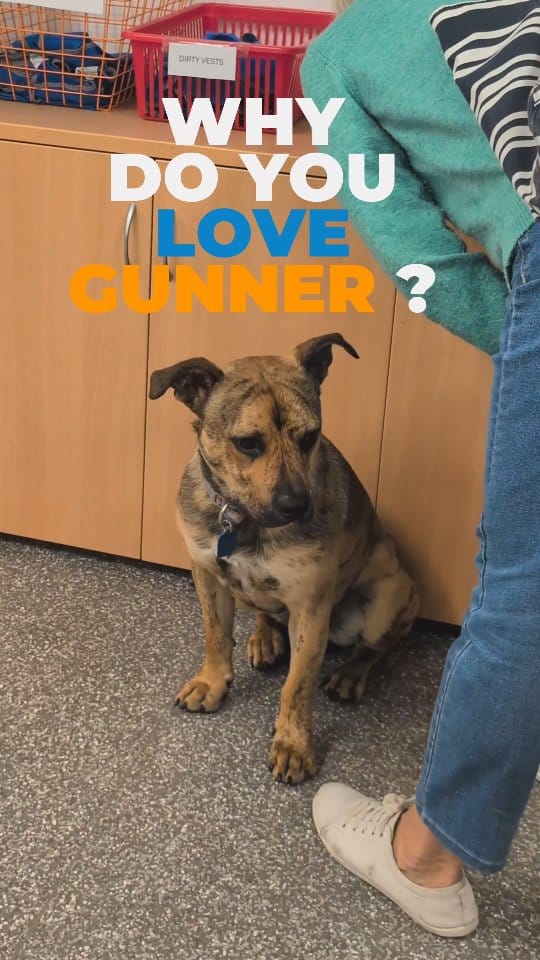 Post 7 by Australian Animal Protection Society on Instagram (video)