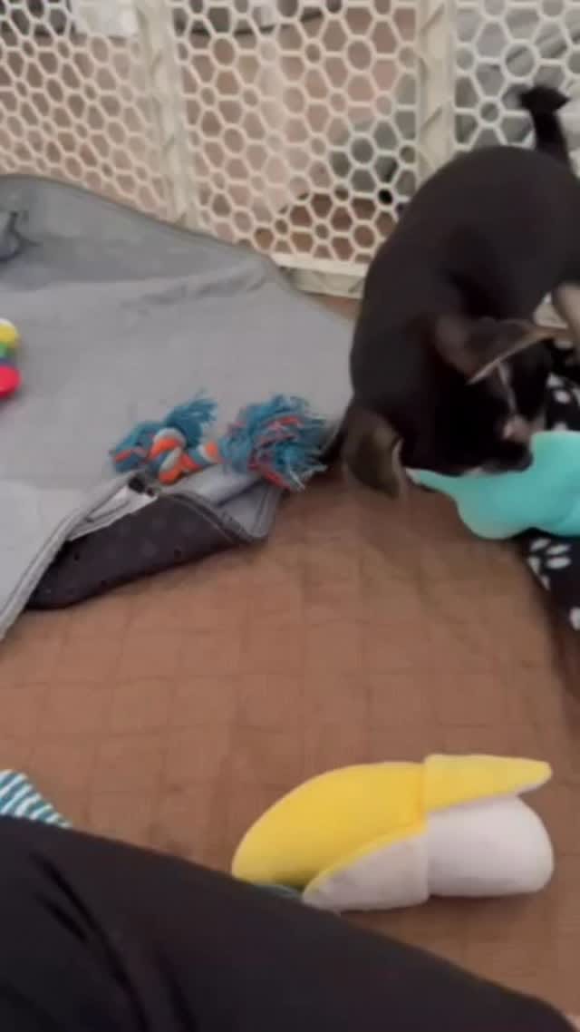 Post 6 by Saving Great Animals on Instagram (video)