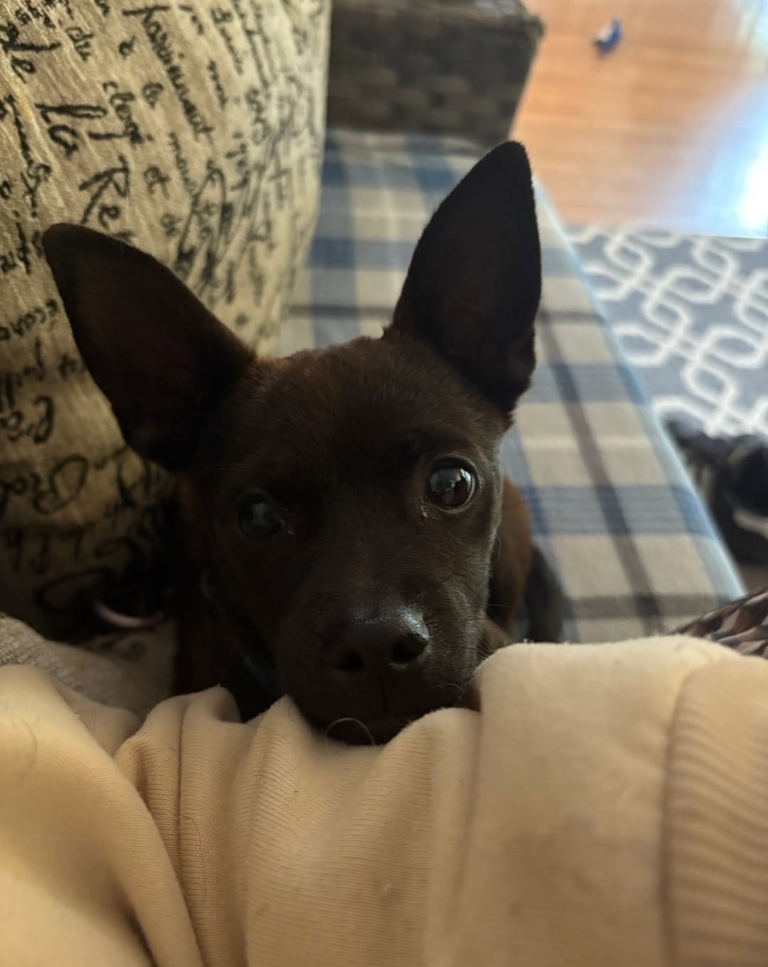 Post 9 by Saving Great Animals on Instagram (carousel)