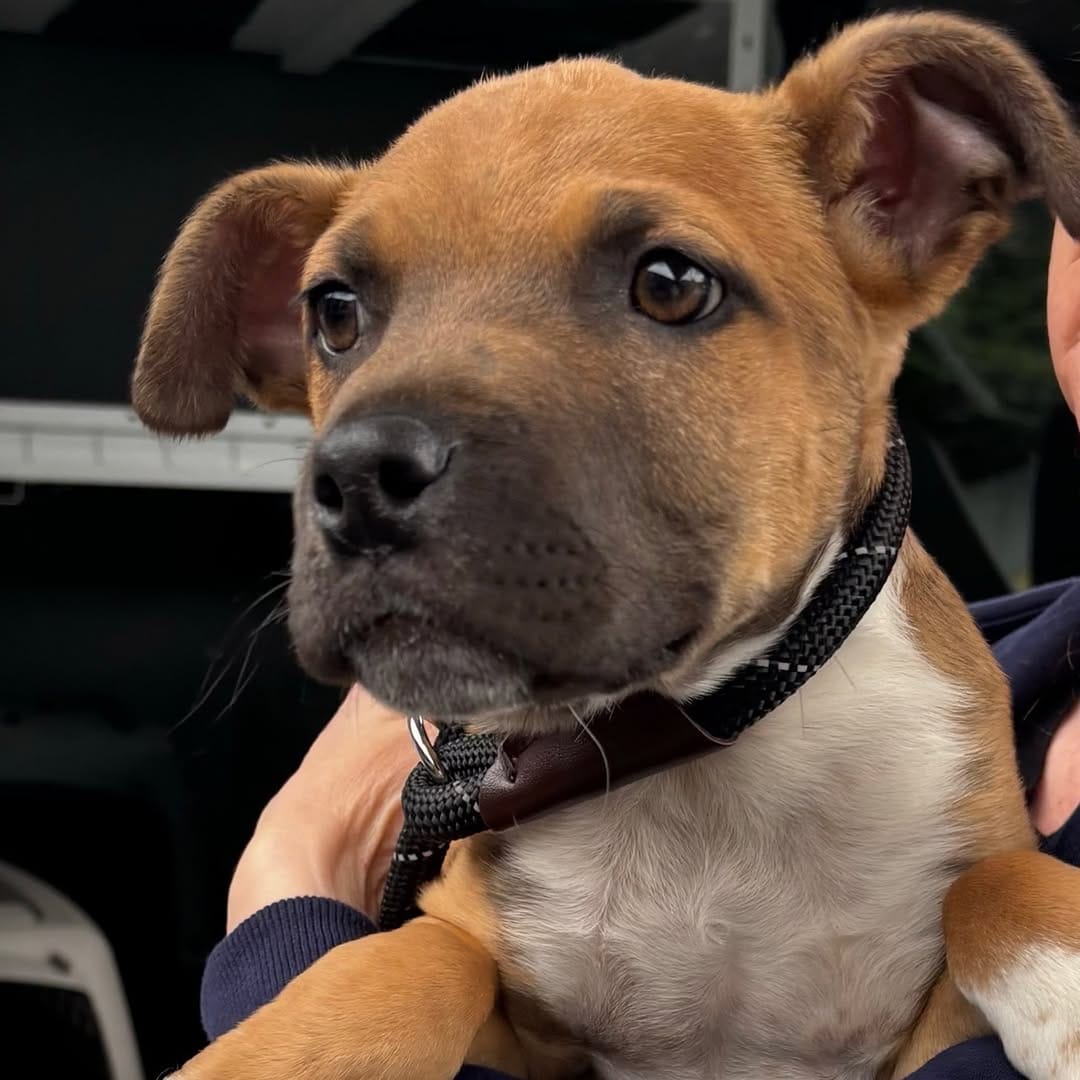 Post 8 by Saving Great Animals on Instagram (carousel)