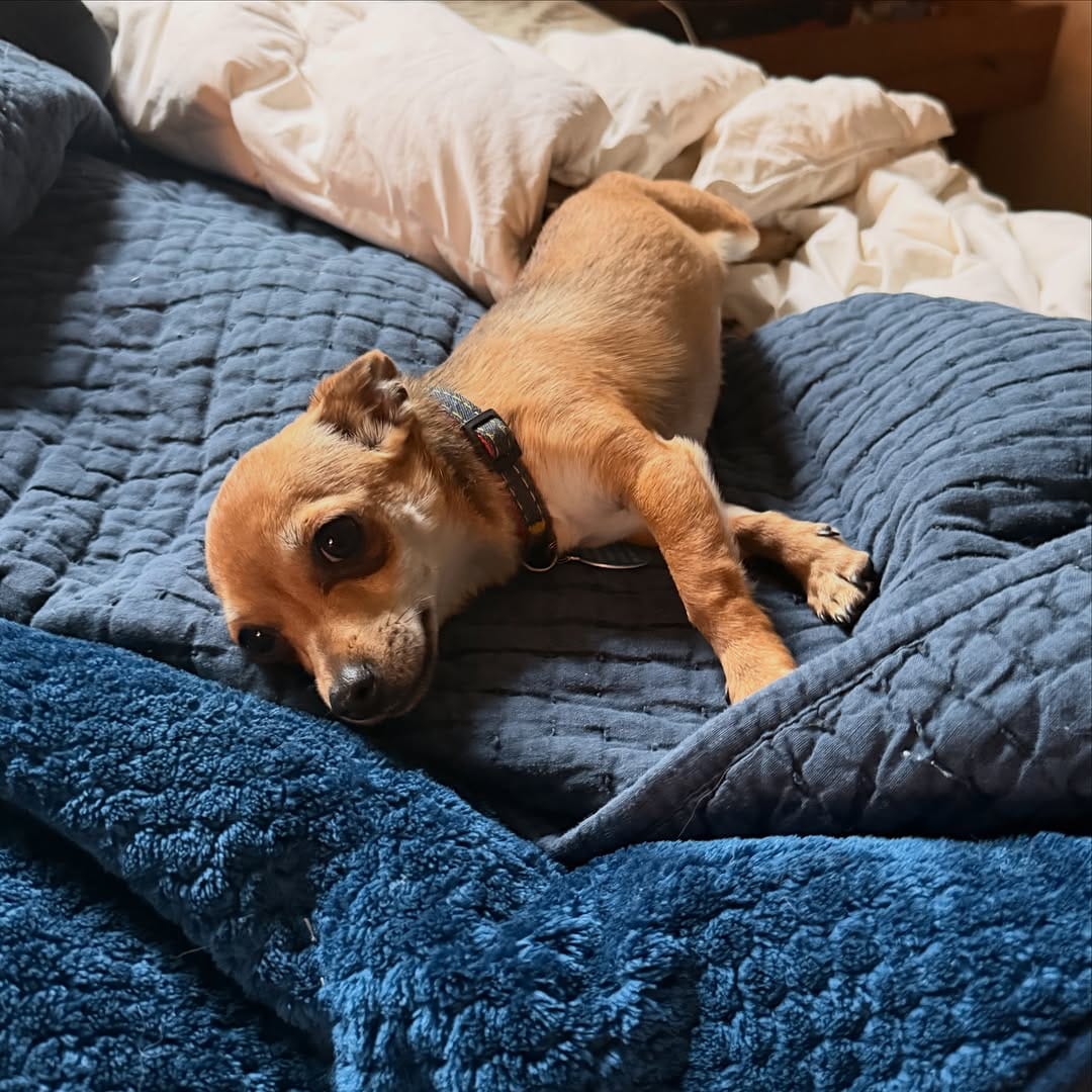 Post 2 by Saving Great Animals on Instagram (image)