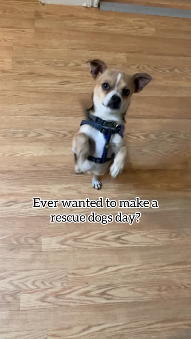 Post 10 by Saving Great Animals on Instagram (video)