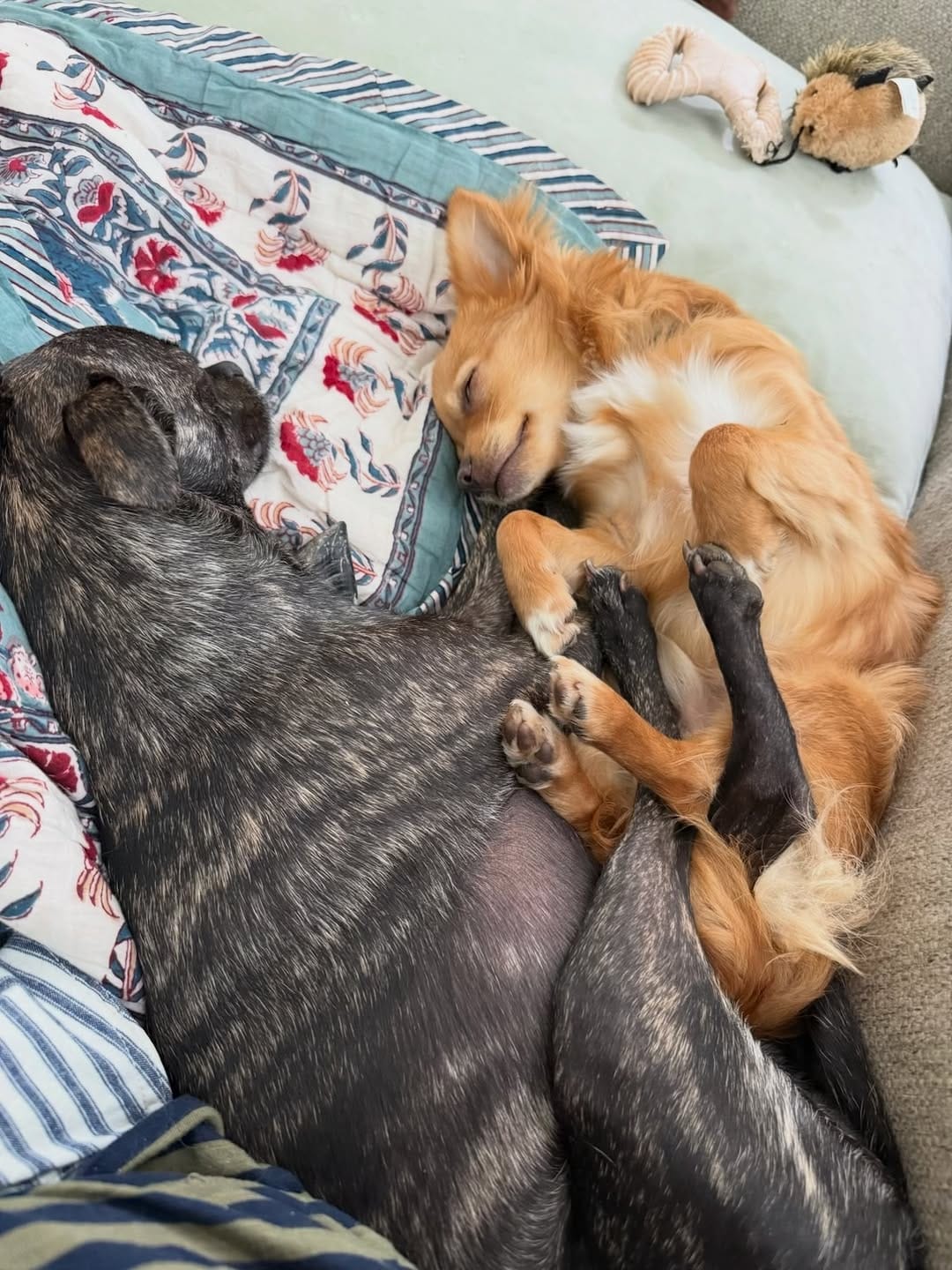 Post 5 by Saving Great Animals on Instagram (carousel)