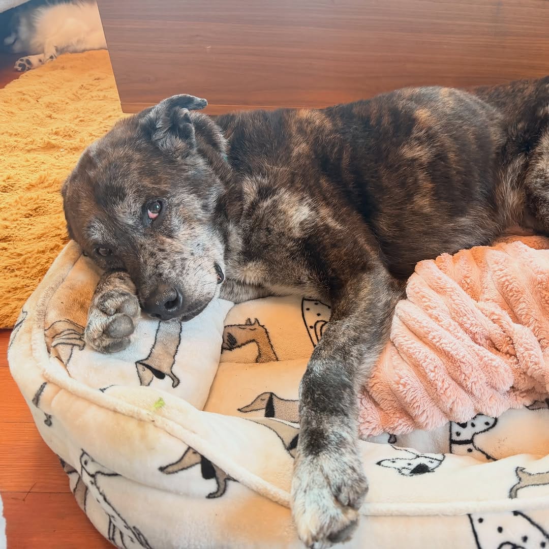 Post 7 by Saving Great Animals on Instagram (carousel)