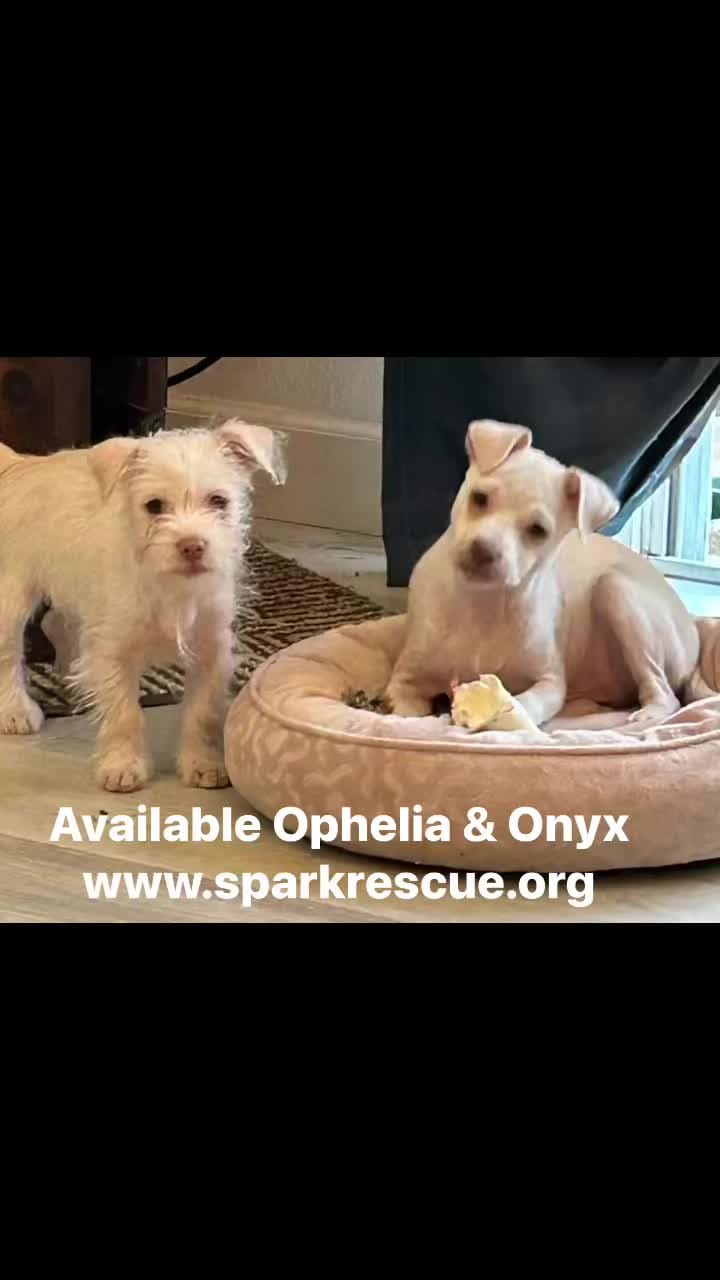 Post 6 by Spark Rescue Santa Barbara on Instagram (video)