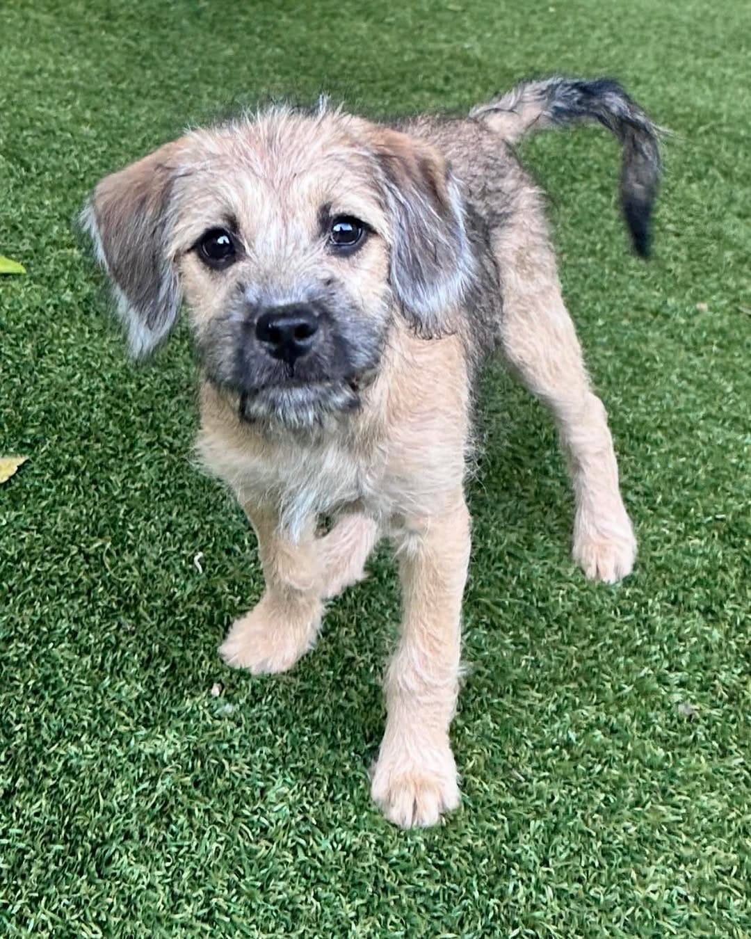 Post 1 by Spark Rescue Santa Barbara on Instagram (carousel)