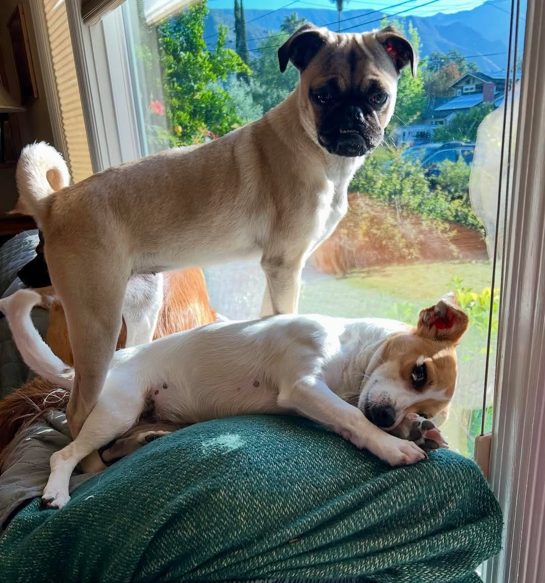 Post 5 by Spark Rescue Santa Barbara on Instagram (carousel)
