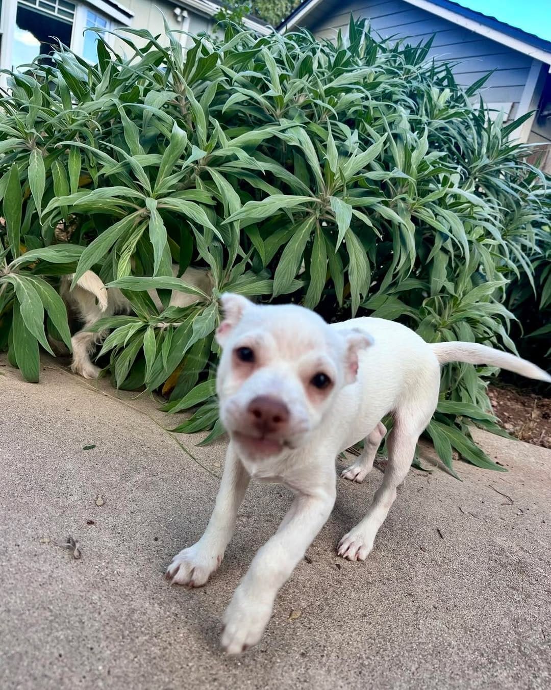 Post 7 by Spark Rescue Santa Barbara on Instagram (carousel)