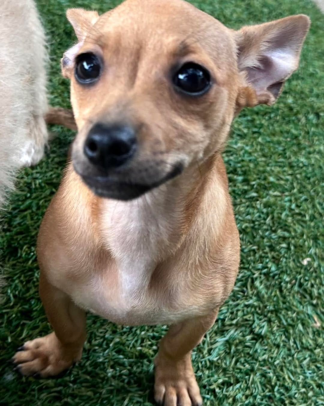 Post 9 by Spark Rescue Santa Barbara on Instagram (carousel)